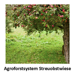 Streuobstwiese